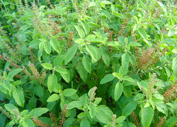 Tulsi