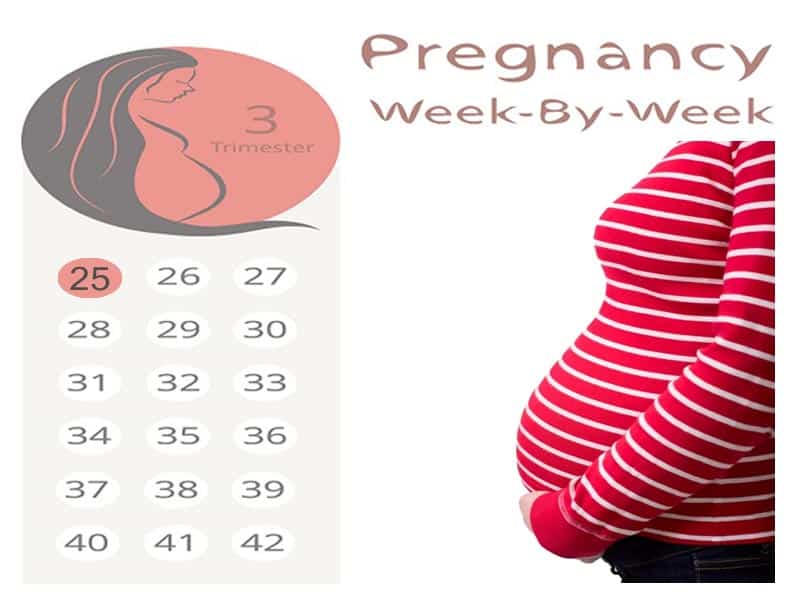 25 weeks pregnant