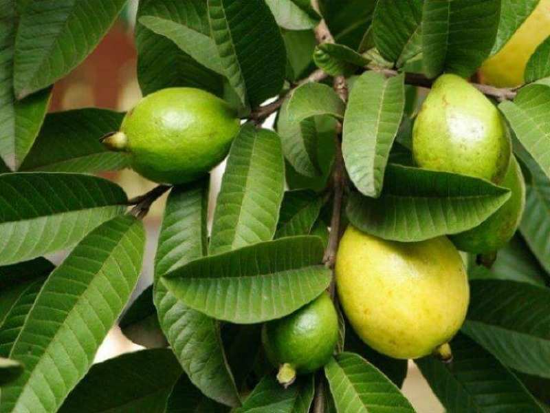 Guava Leaves Benefits For Hair