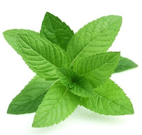 Mint Leaves to Treat Pimples On Chin