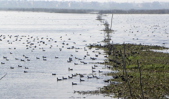 parks-in-gurgaon-okhla-bird-sanctuary