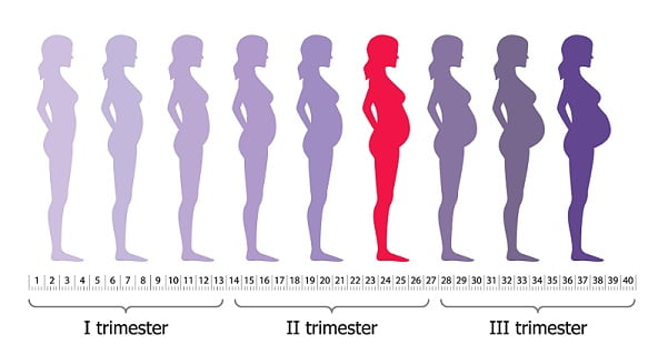 6th month pregnancy diet