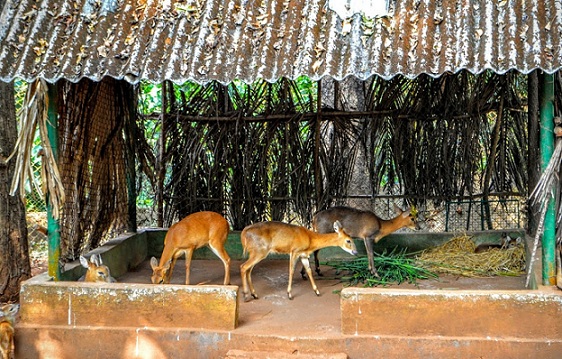 parks-in-goa-bondla-wildlife-sanctuary