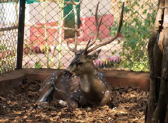 parks-in-goa-cotigao-wildlife-sanctuary