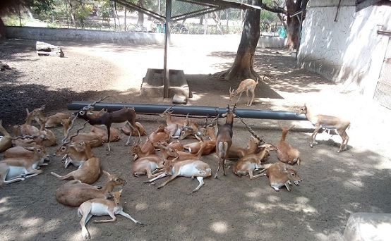 parks-in-indore-kamla-nehru-park