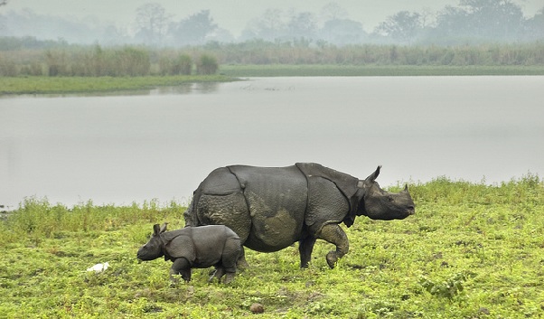 kaziranga-national-park_assam-tourist-places