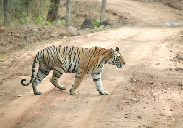 achanakmar-sanctuary_chhattisgarh-tourist-places