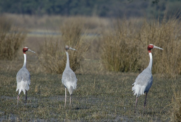 sultanpur-national-park_haryana-tourist-places