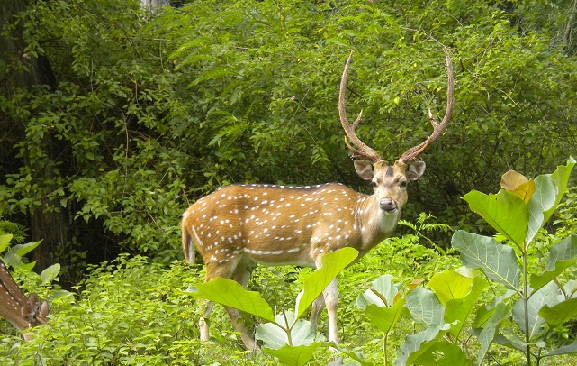 Heritage Tours in India-WildLife in Assam