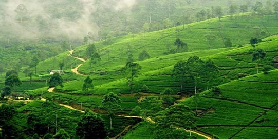 Honeymoon Destinations In Sri Lanka-Nuwara Eliya