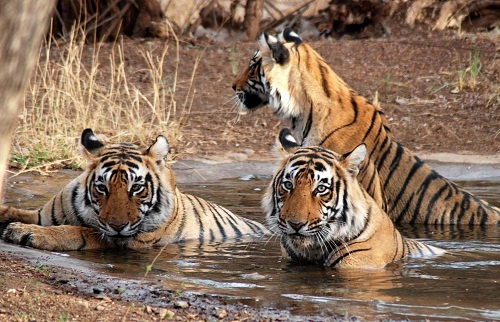 Honeymoon Places In Uttaranchal - Jim Corbett National Park