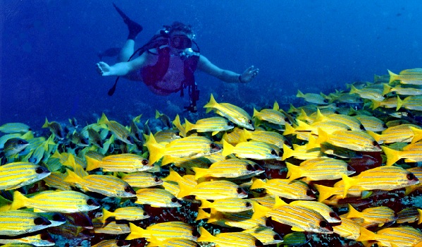 banana-reef_maldives-tourist-places