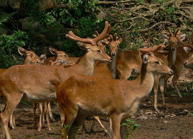 manipur-zoological-garden_manipur-tourist-places