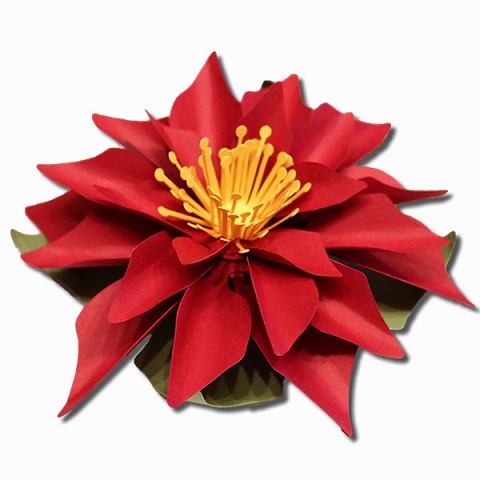 3D View Poinsettia