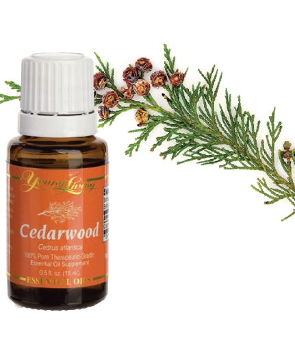 Essential-oils-to-avoid-during-pregnancy-Cedarwood