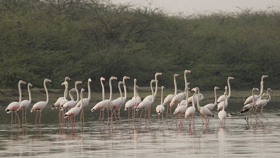 parks-in-agra-sur-sarovar-bird-sanctuary