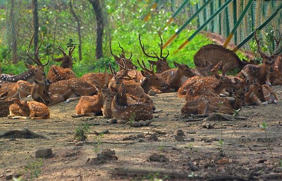 parks-in-burdwan-deer-park