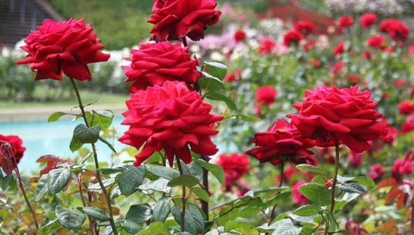 Famous Parks in Ooty-Rose Garden