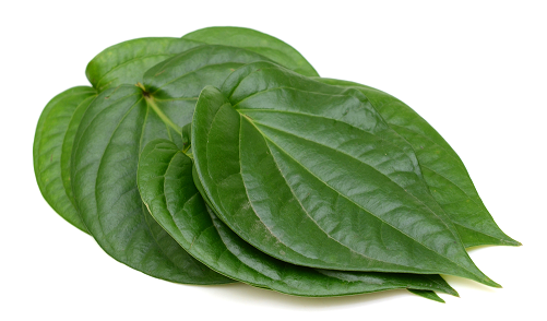 Betel Leaves 