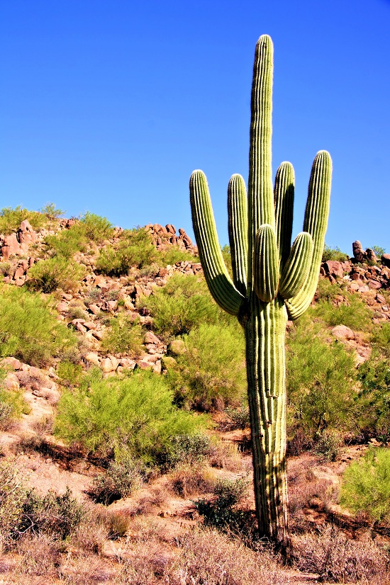 Saguaro benefits