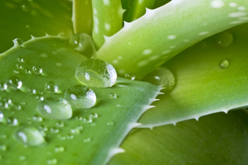 Acne Vulgaris - Treatments At Home- aloe vera