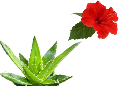 aloe vera uses for hair