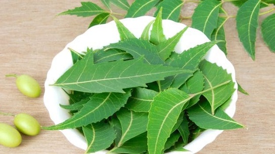 Neem Leaves Ayurvedic Treatment for Pimples