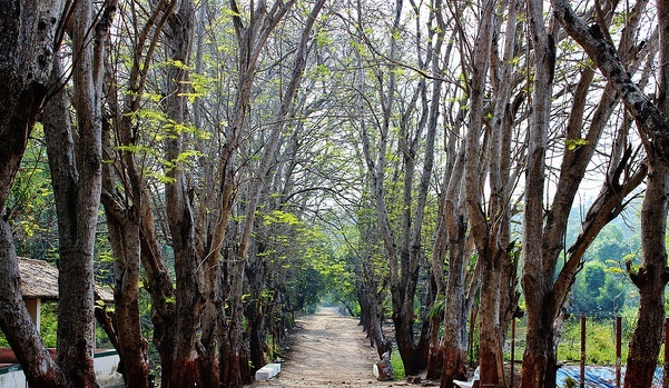 parks-in-gujarat-vansda-national-park