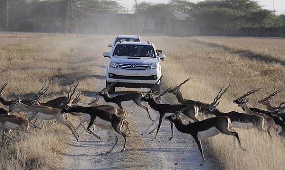 parks-in-gujarat-blackbuck-national-park