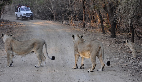 Tourists posing for the lionesses