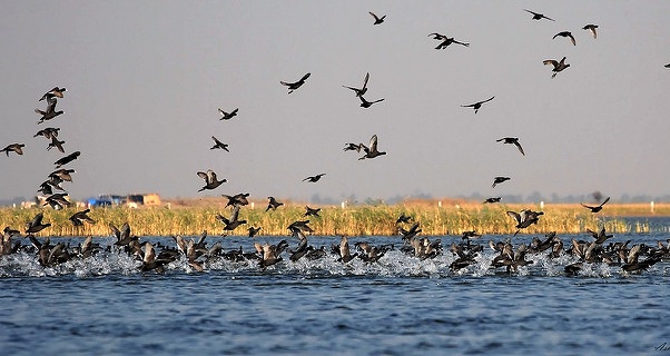 parks-in-gujarat-nalsarovar-bird-sanctuary