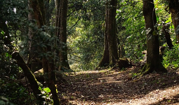 parks-in-kerala-mathikettan-shola-forest