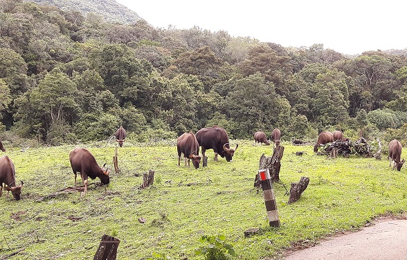 parks-in-kerala-pambadum-shola-national-park