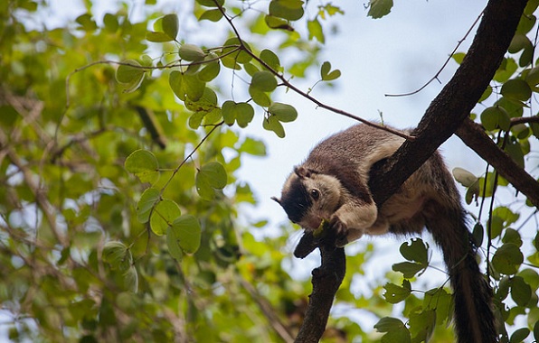 parks-in-kerala-chinnar-wildlife-sanctuary