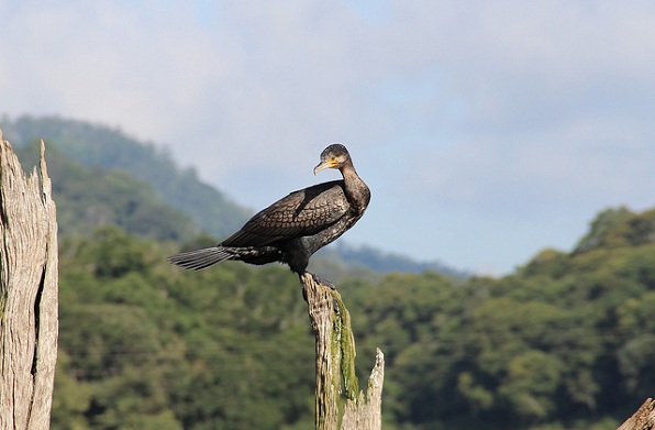 parks-in-kerala-periyar-national-park-darter