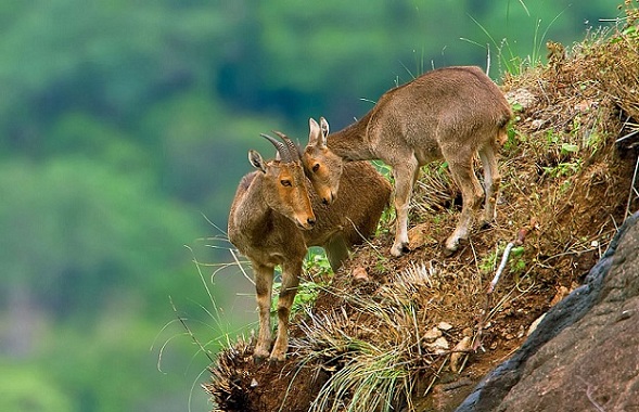 parks in kerala