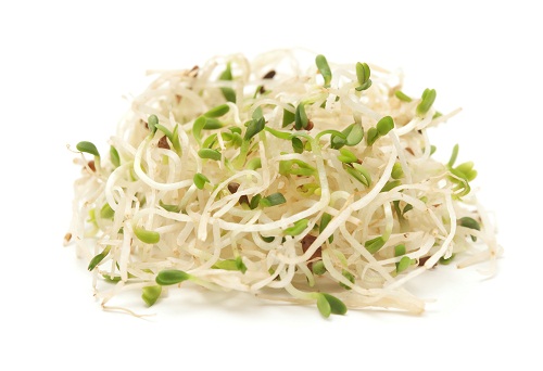 Alfalfa Sprouts