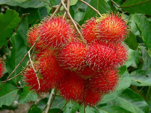 Rambutan During Pregnancy