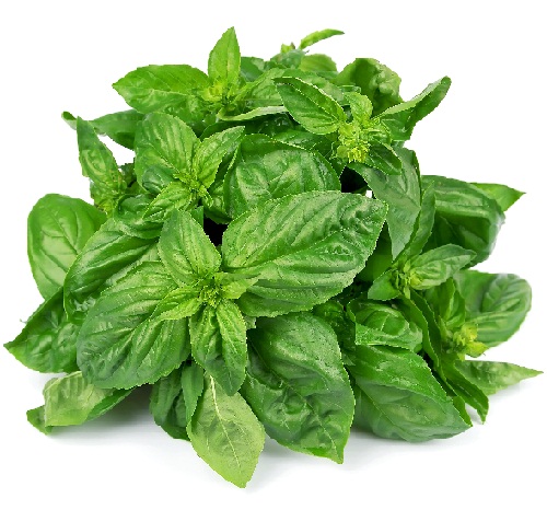 Basil Leaves