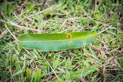 Mango Leaves