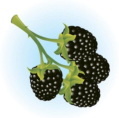 blackberries during pregnancy