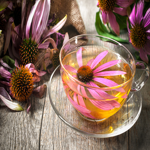 Echinacea during pregnancy 2