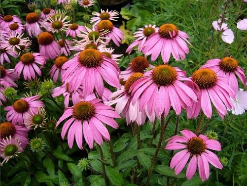 Echinacea During Pregnancy I Fashion Styles