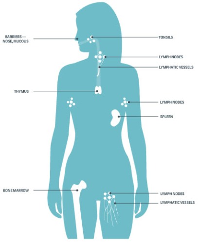 Improving The Immune System