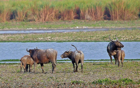 parks-in-chhattisgarh-udanti-sanctuary