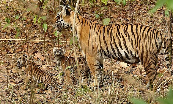 parks-in-chhattisgarh-indravati-national-park