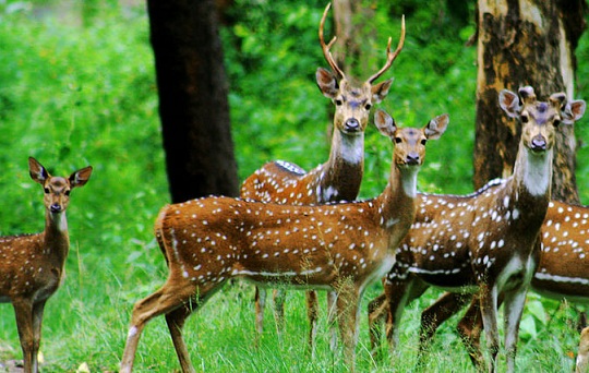 parks in chhattisgarh