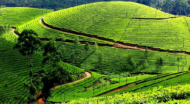 honeymoon-places-on-a-budget_ooty-tamil-nadu