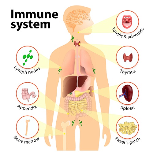 Ways To Grow Taller Naturally - Proper Immune System