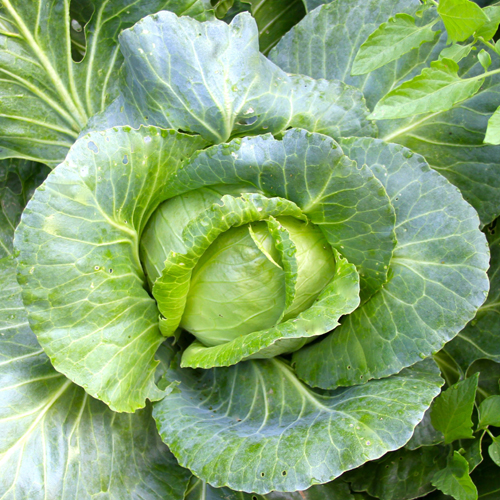 benefits of cabbage